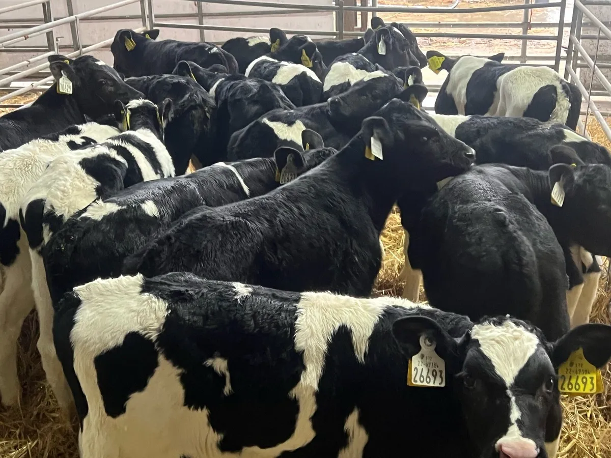 18 Strong FR bull calves - Image 4