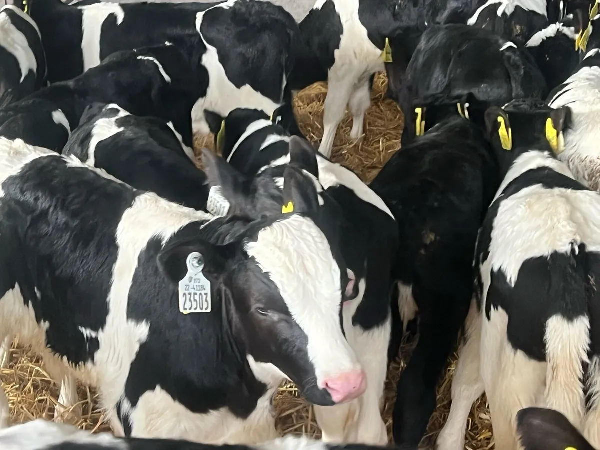 18 Strong FR bull calves - Image 2