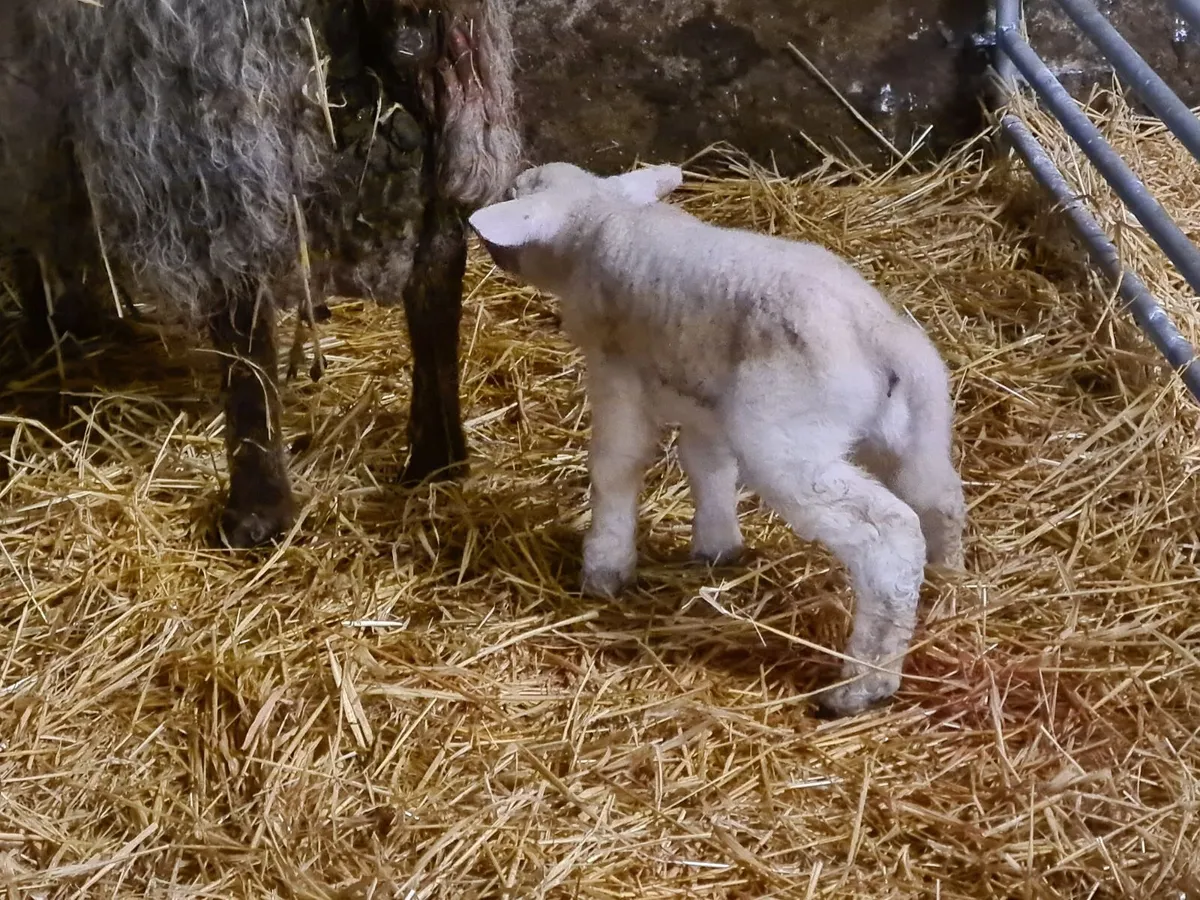 Foster/Pet lamb - Image 4