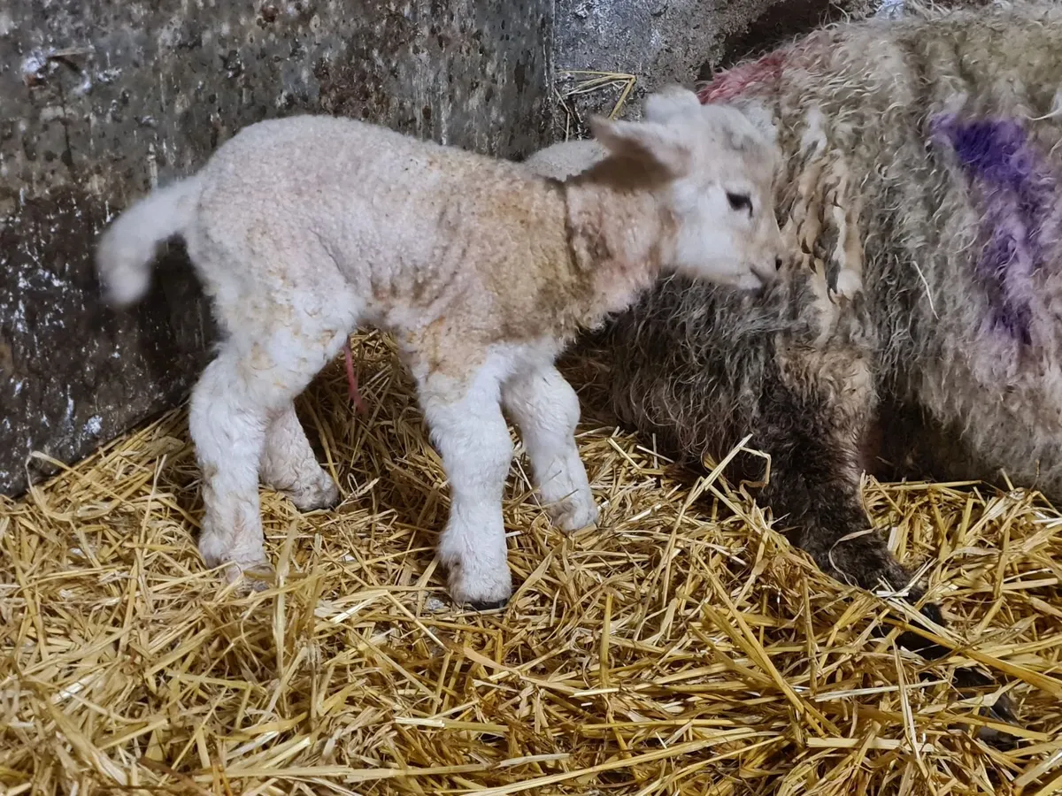 Foster/Pet lamb - Image 1