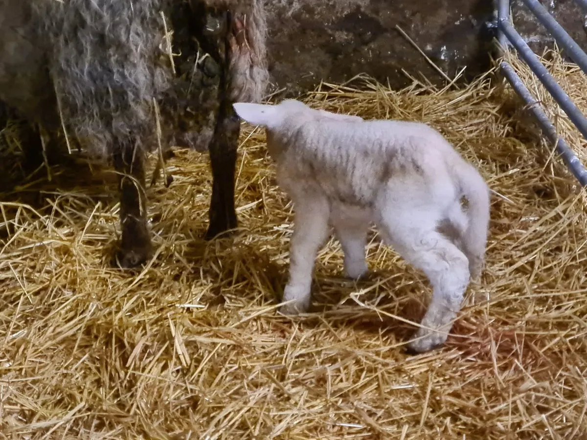 Foster/Pet lamb - Image 2