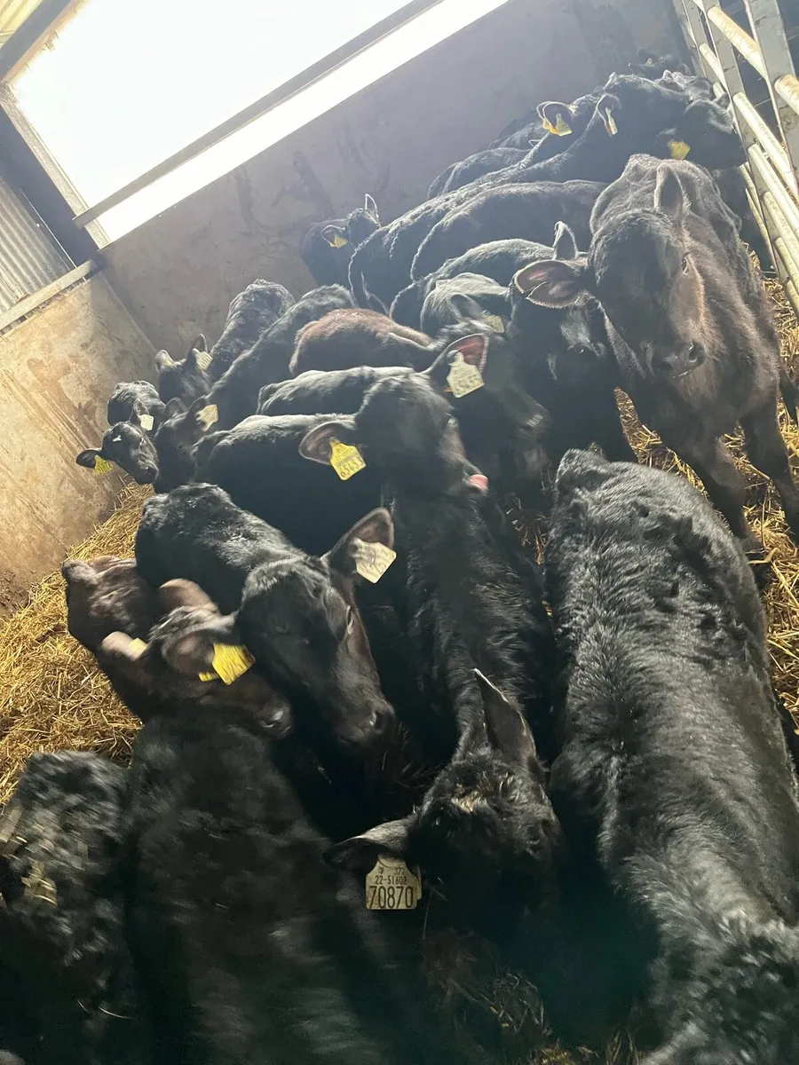 50 Angus heifer sucks - Image 1