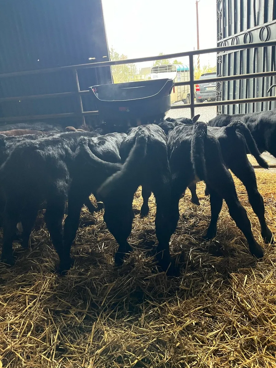 50 Angus heifer sucks - Image 2