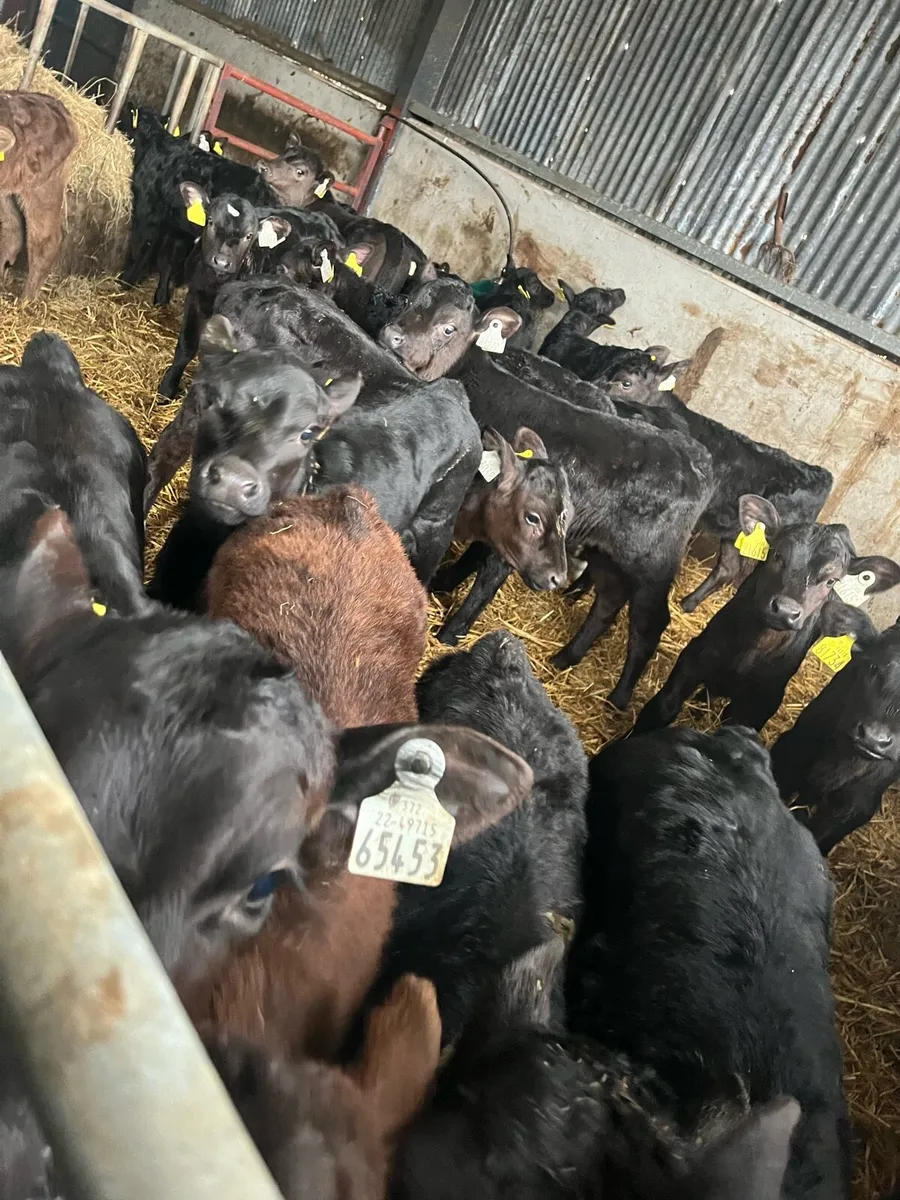 50 Angus heifer sucks - Image 3