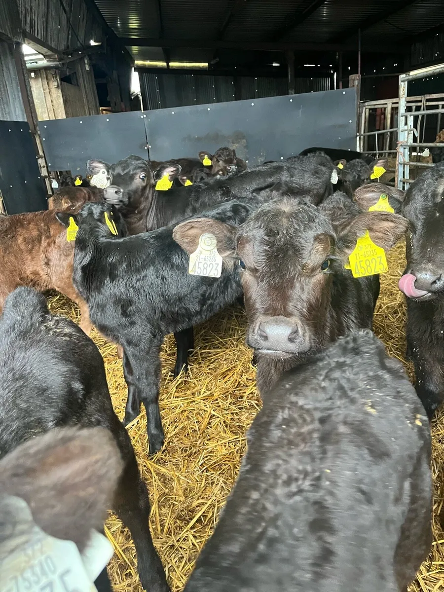 50 Angus heifer sucks - Image 4