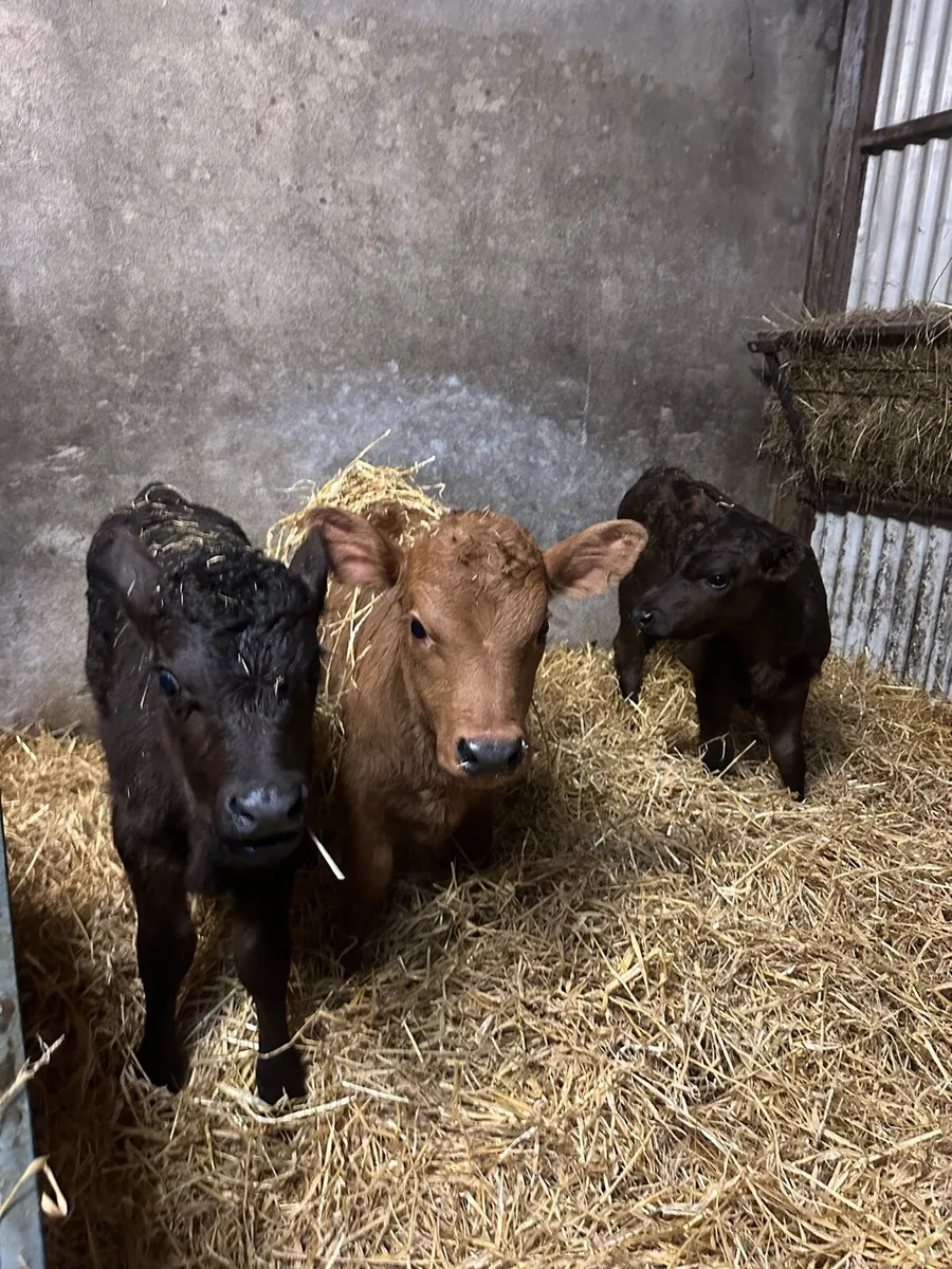 Angus and Hereford calves for sale - Image 1