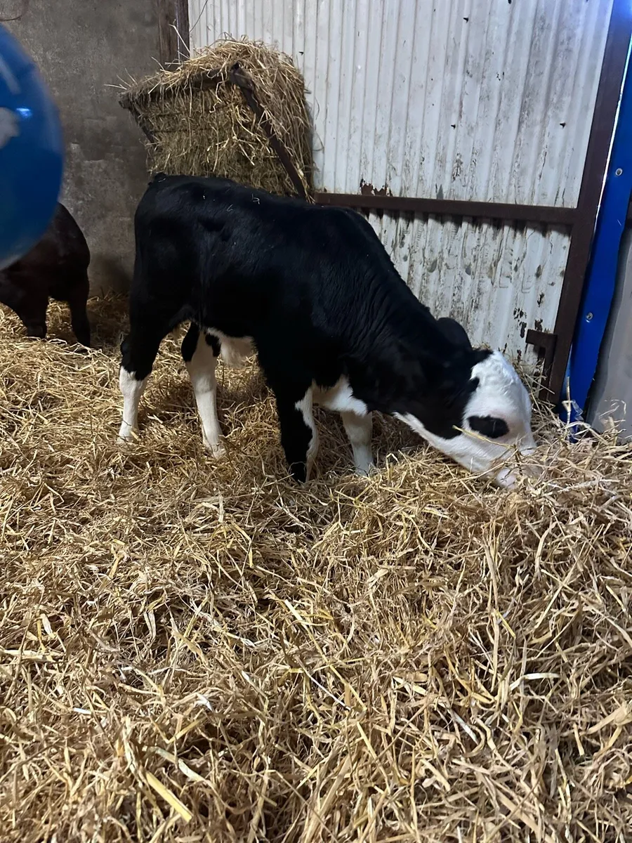 Angus and Hereford calves for sale - Image 2