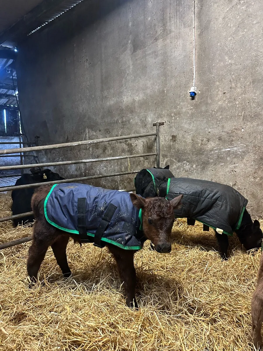 Angus and Hereford calves for sale - Image 3