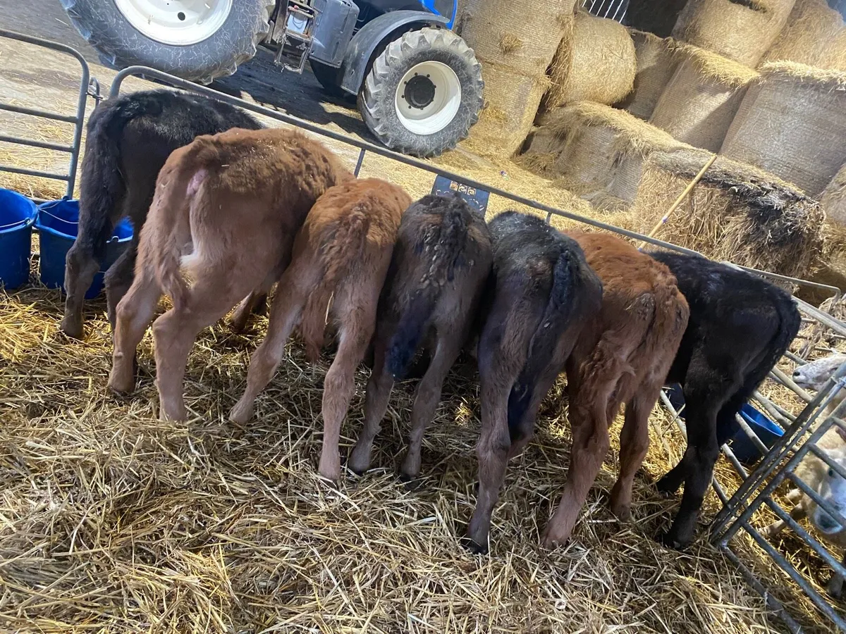 Reared lmx calves - Image 2