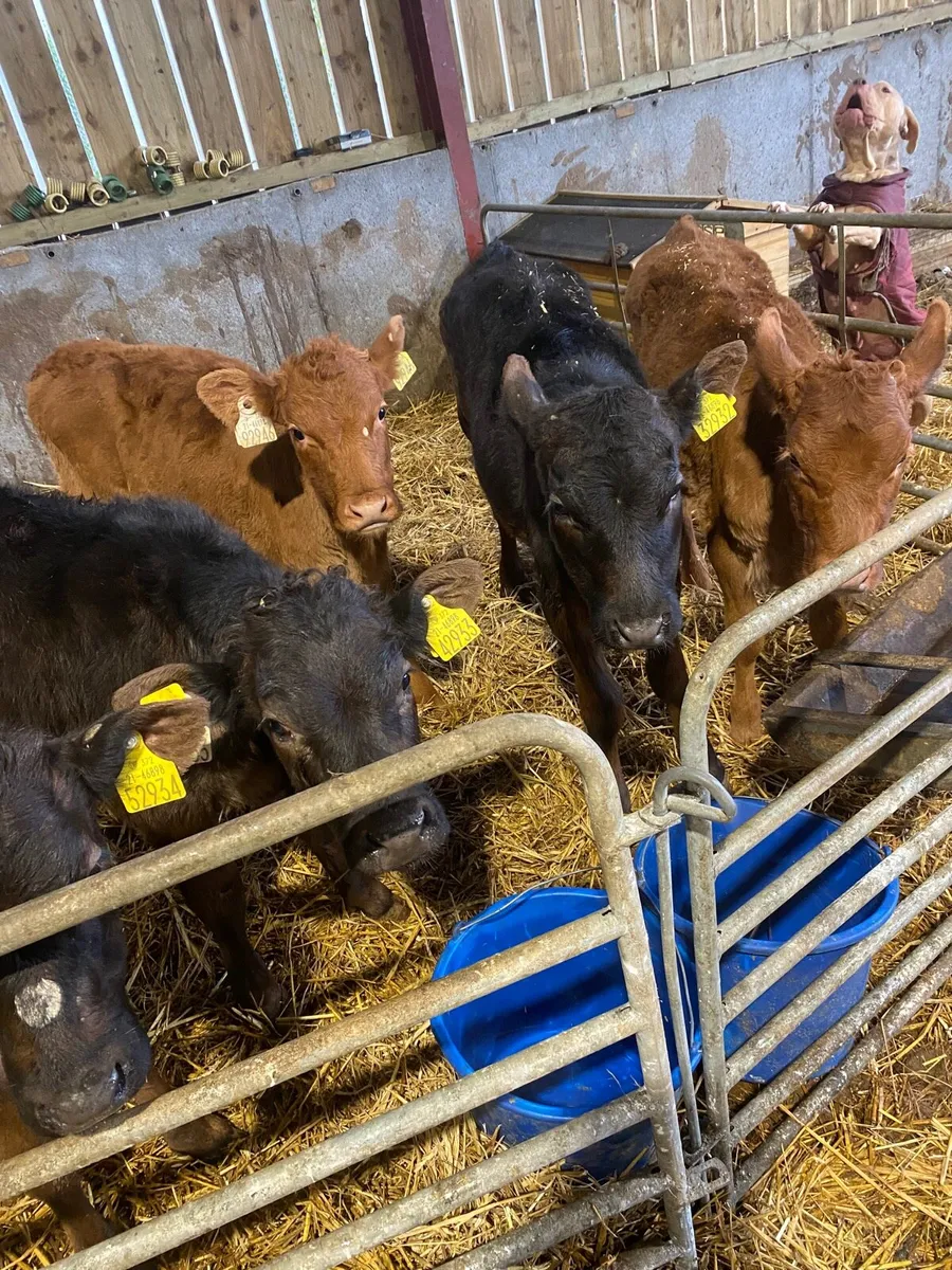 Reared lmx calves - Image 4