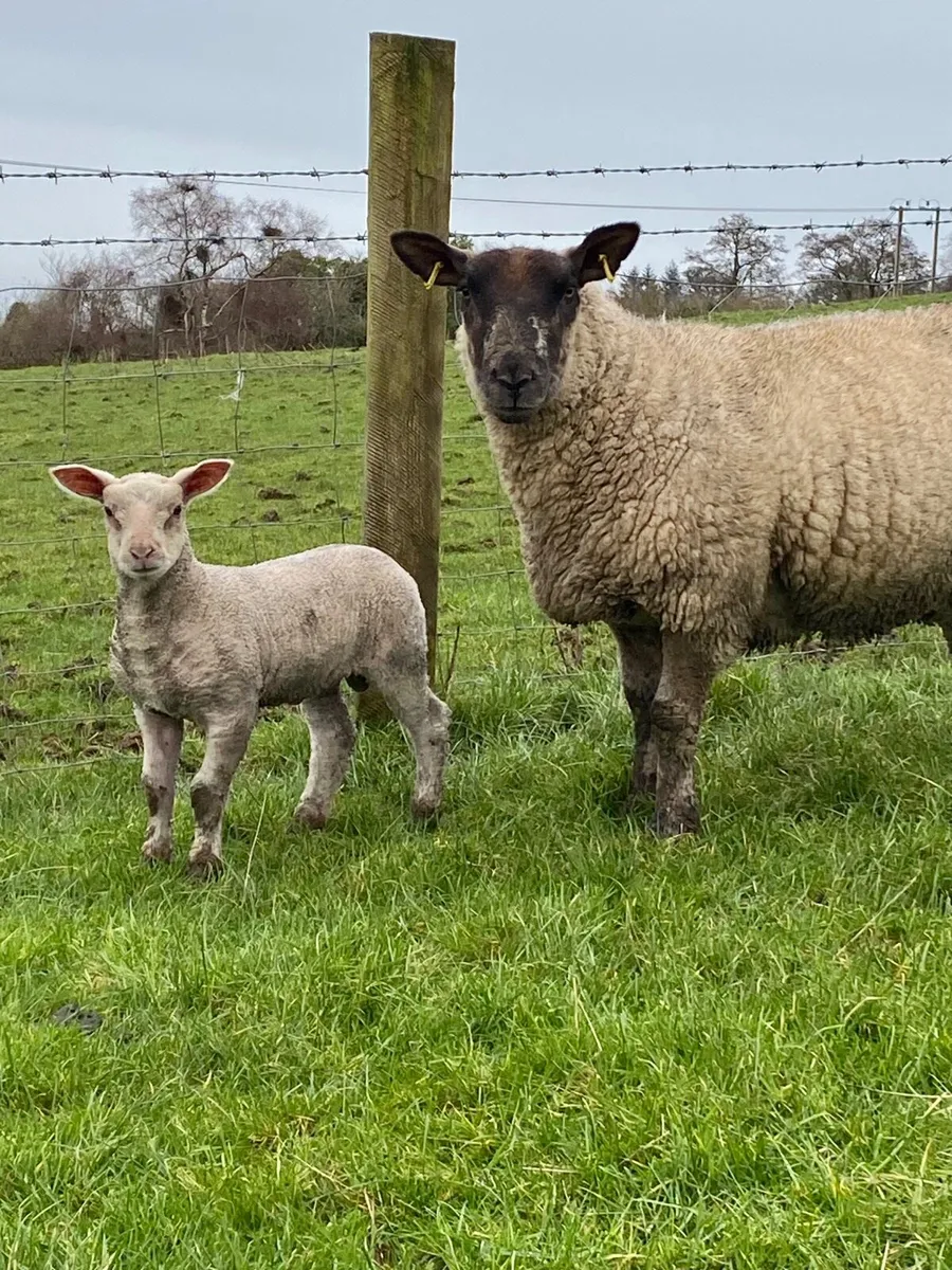 Ewes and lambs - Image 2