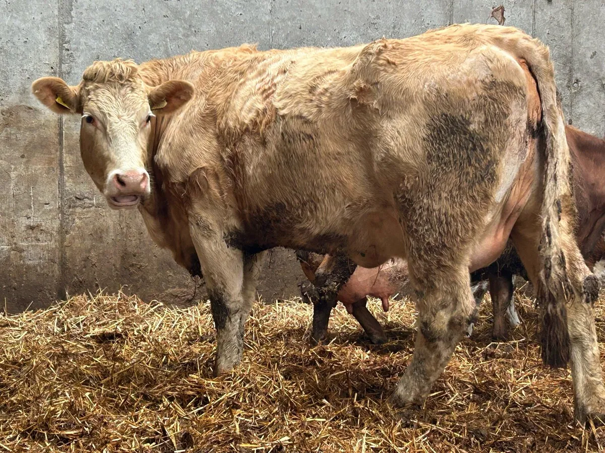 Freshly calved first calved heifer and bull calf - Image 4