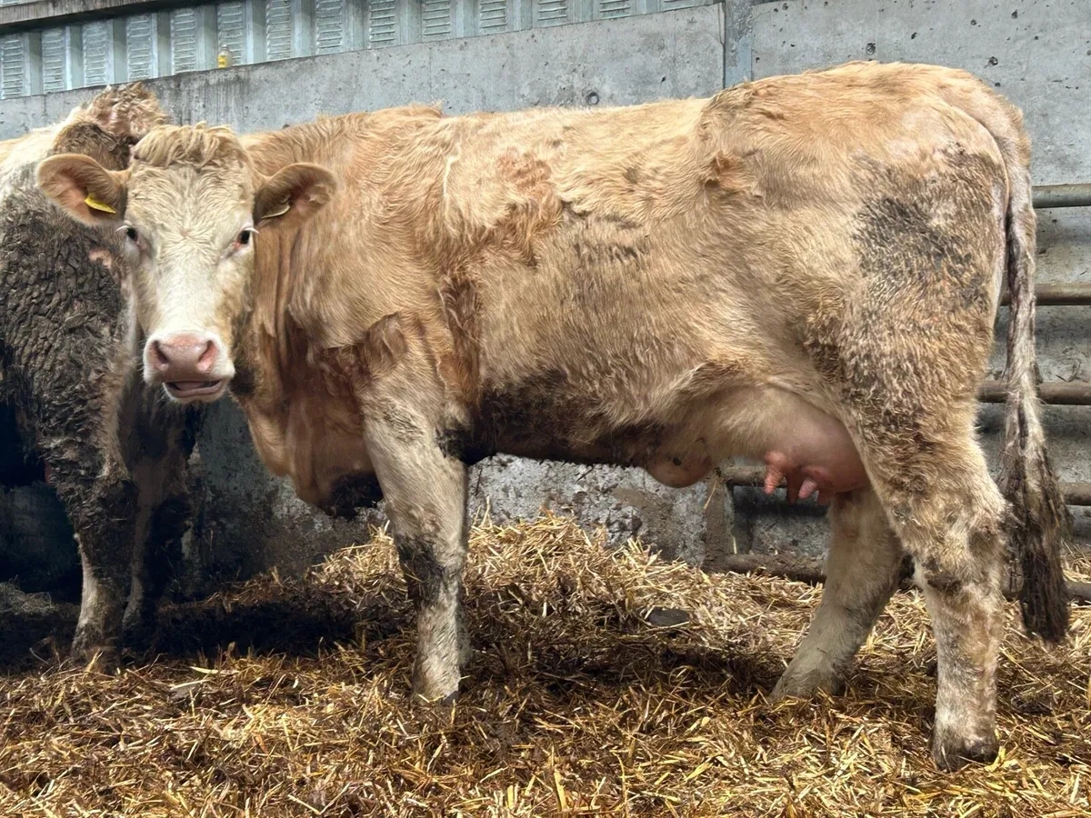 Freshly calved first calved heifer and bull calf - Image 2