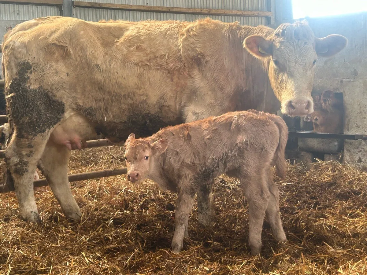 Freshly calved first calved heifer and bull calf - Image 1