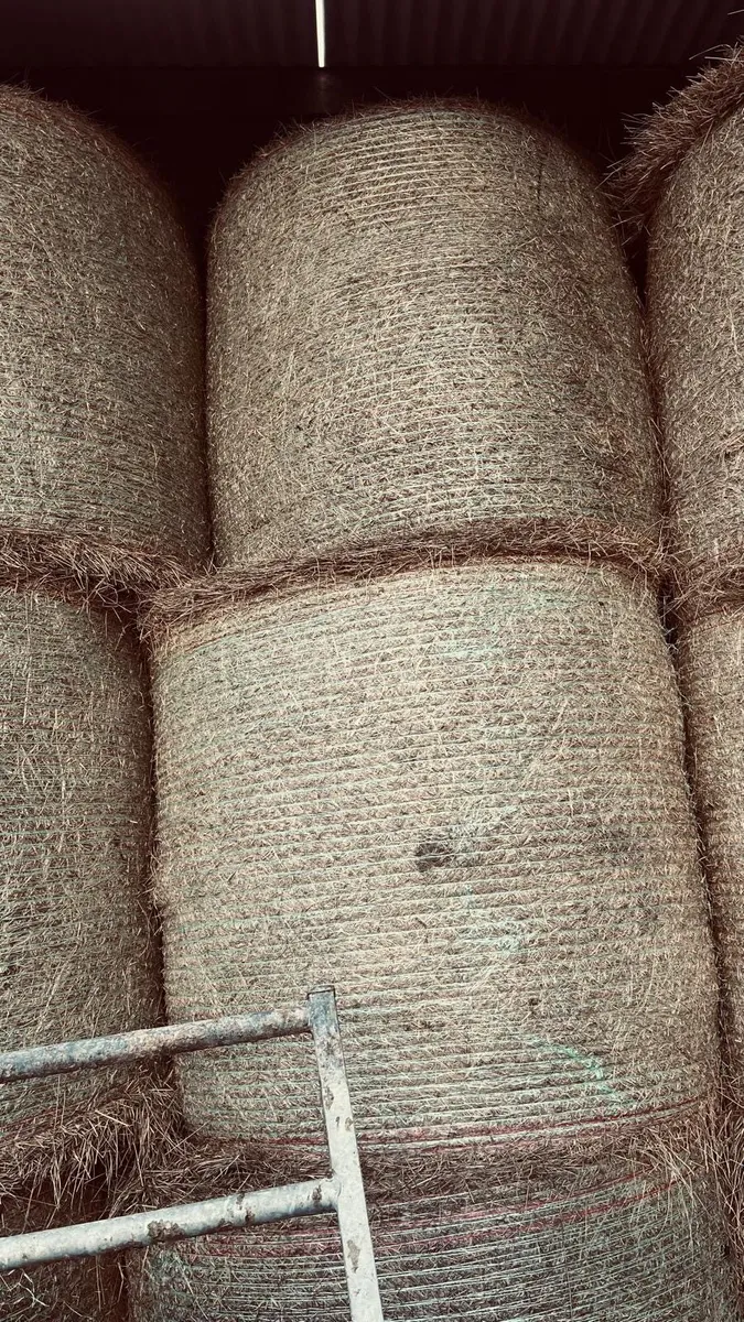 Hay For sale - Image 1
