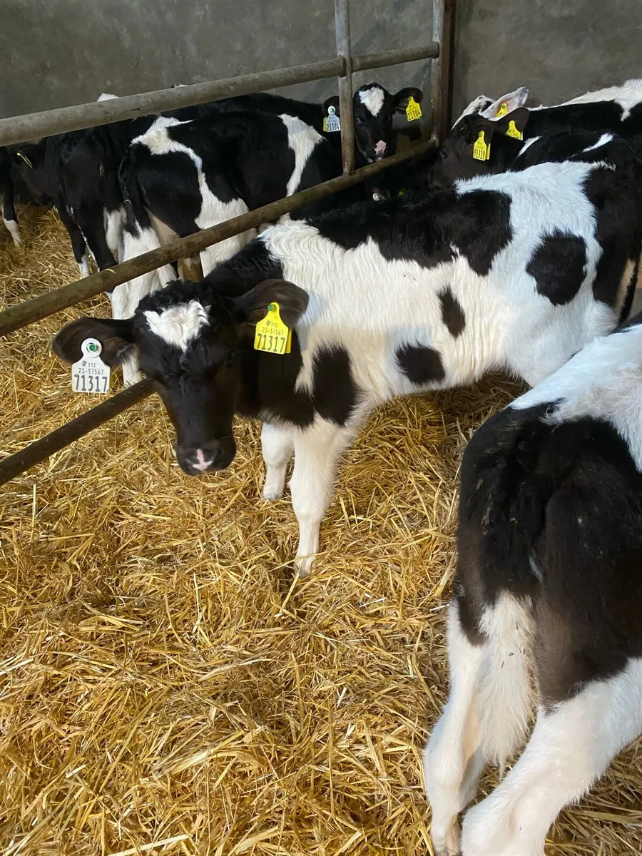Pedigree Fresian Heifer Calves - Image 4