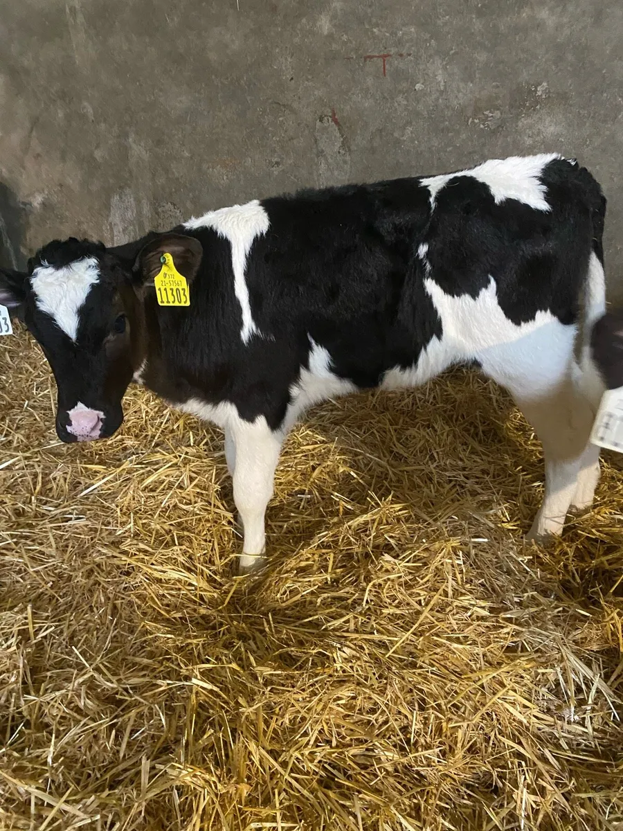 Pedigree Fresian Heifer Calves - Image 2