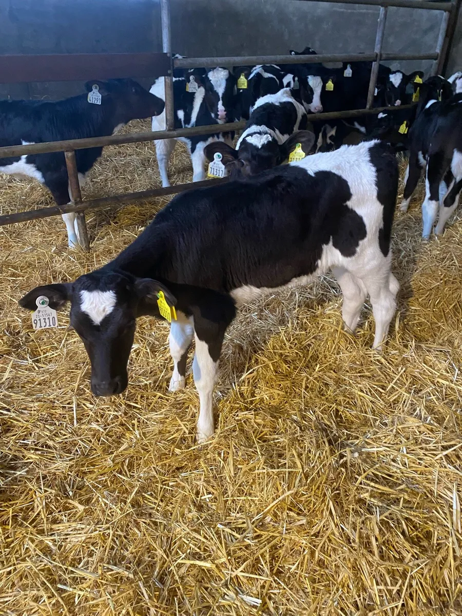 Pedigree Fresian Heifer Calves - Image 1