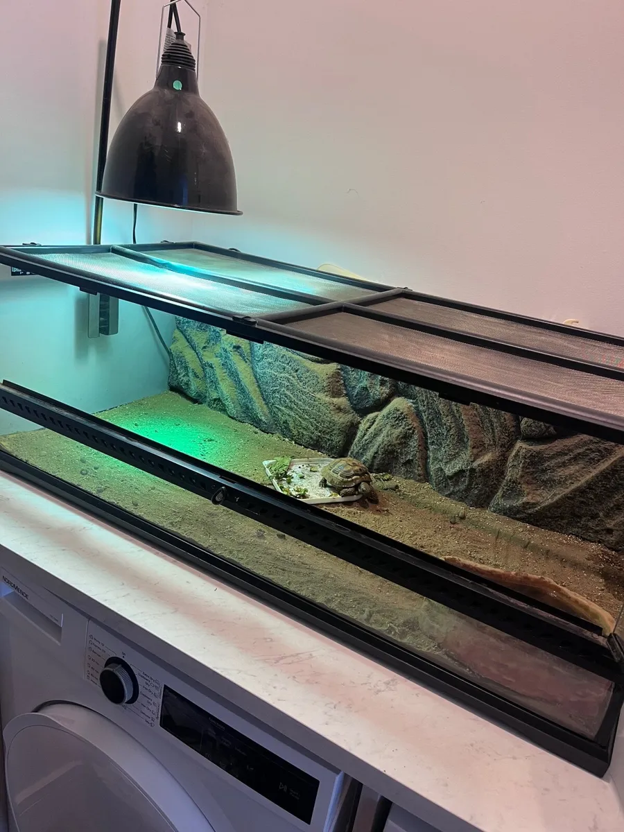Tortoise, tank, heat lamp & Matt - Image 1