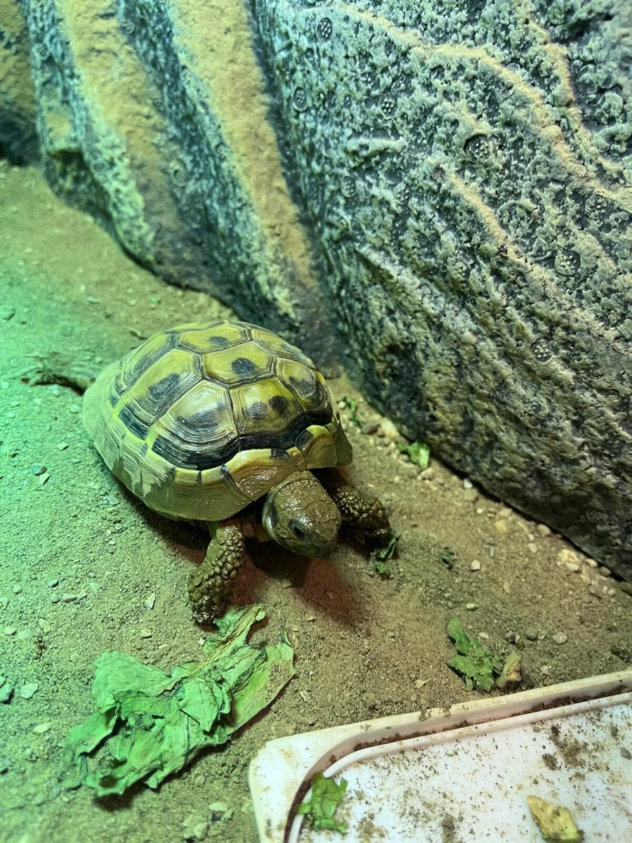 Tortoise, tank, heat lamp & Matt - Image 2