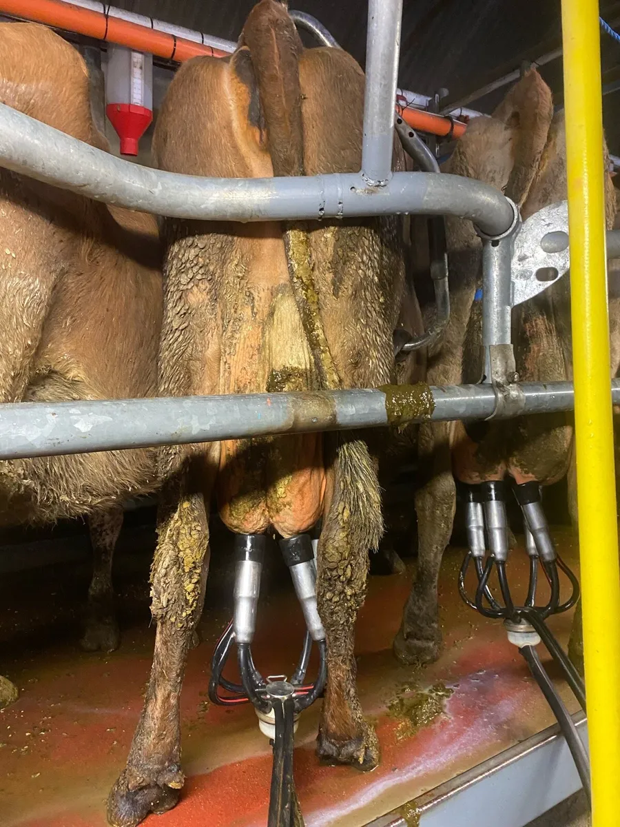 Organic Jersey cow - Image 2