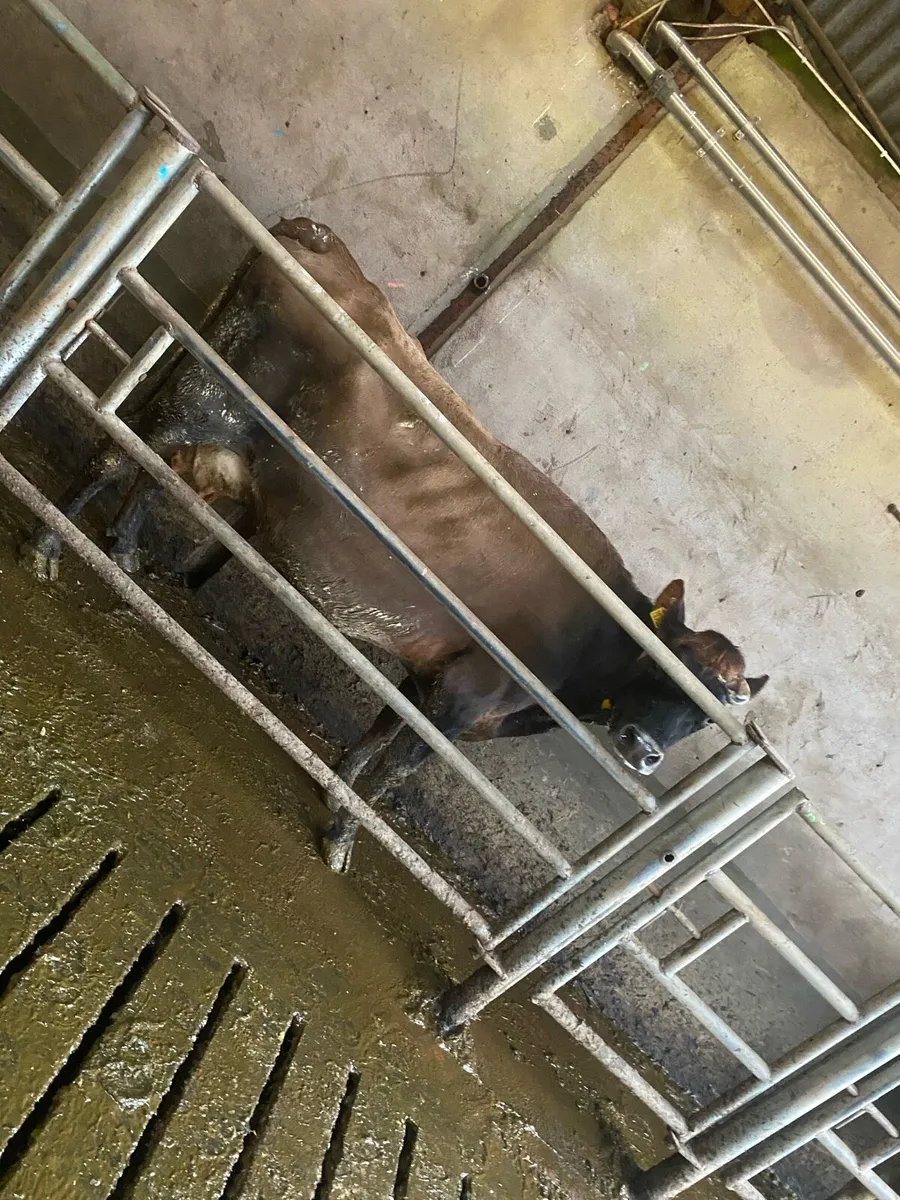 Organic Jersey cow - Image 1