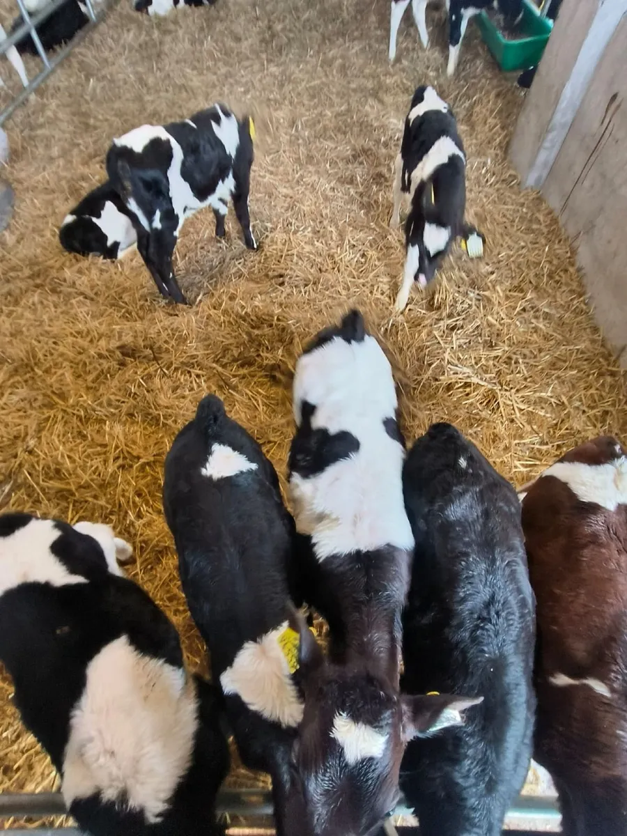 Fr and Frx Bull calves - Image 2