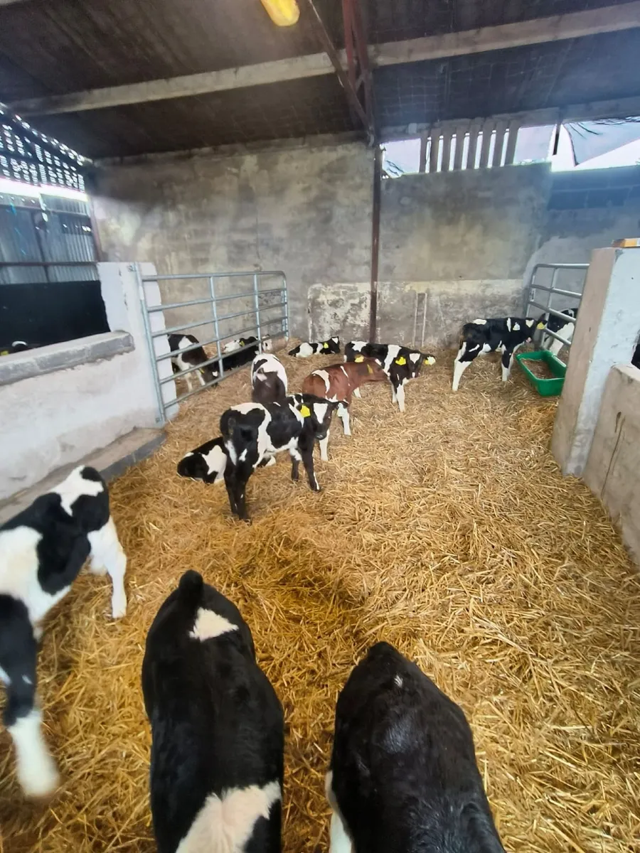 Fr and Frx Bull calves - Image 3