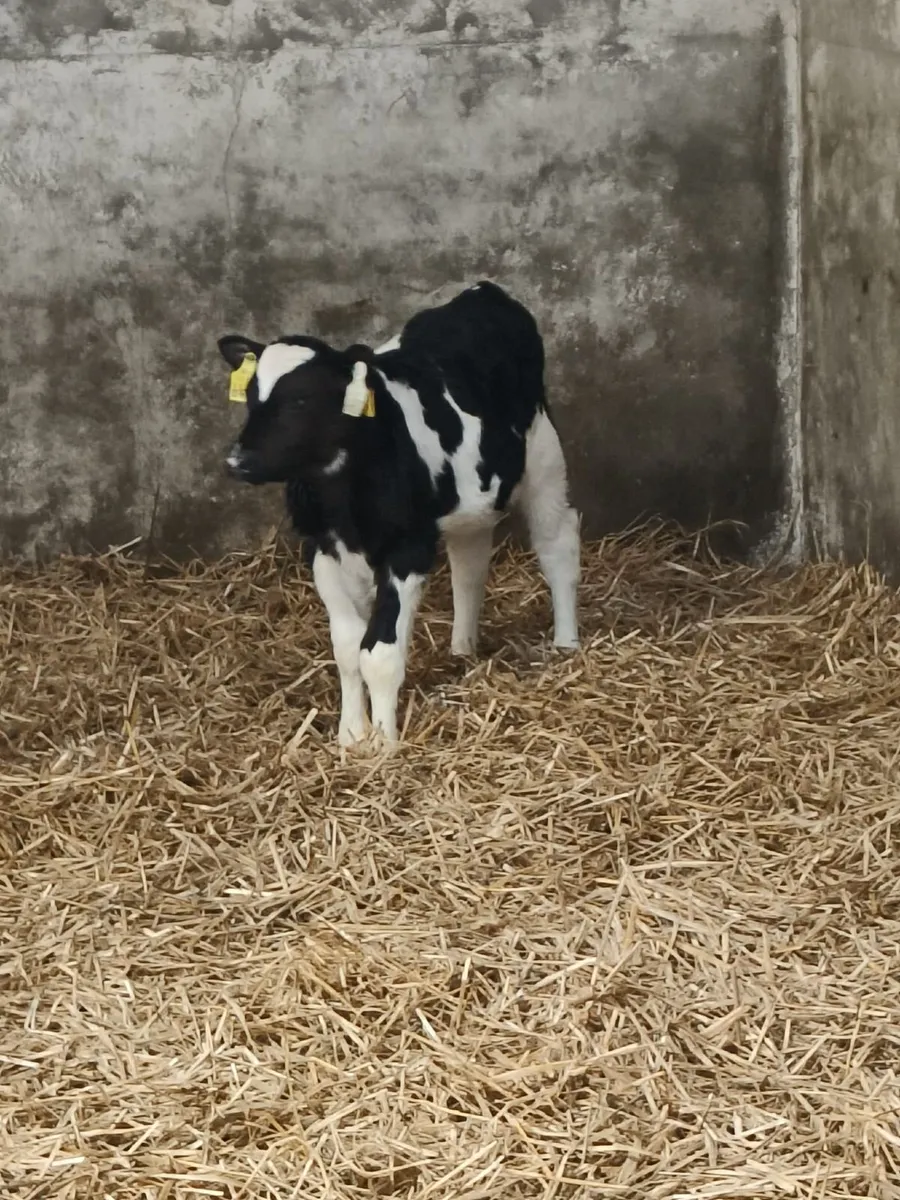 Fr and Frx Bull calves - Image 1