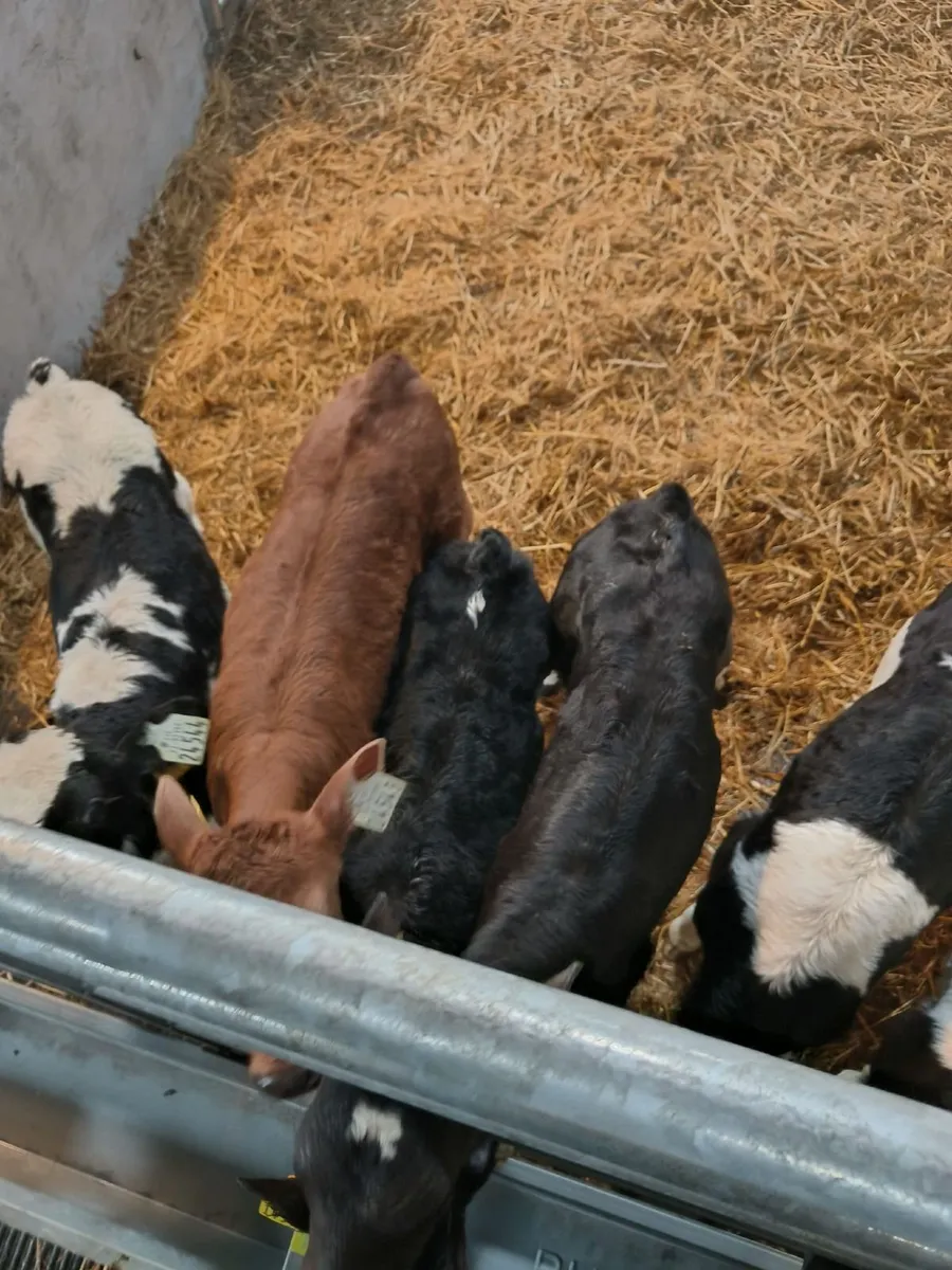 Fr and Frx Bull calves - Image 4