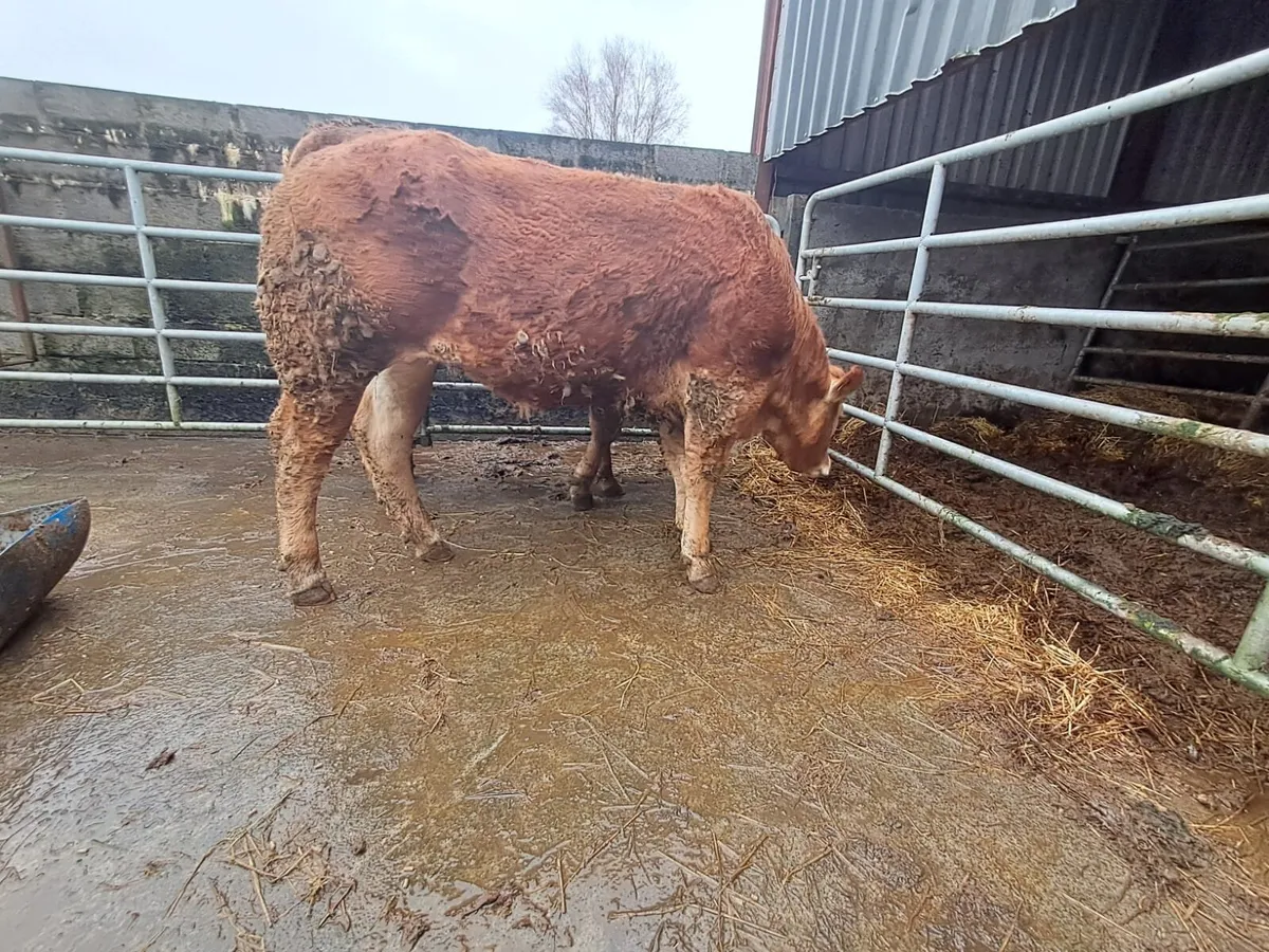 Serious U grade breeding heifers - Image 4
