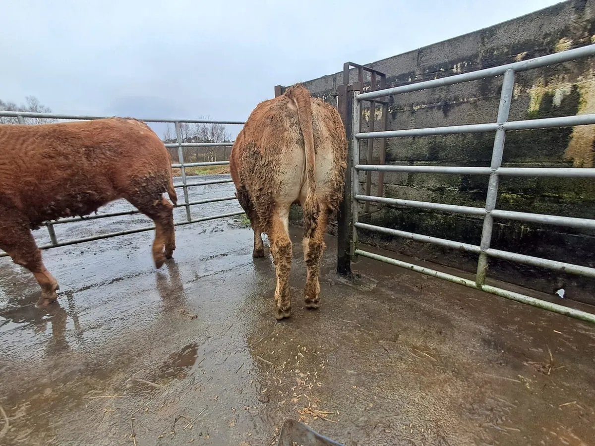 Serious U grade breeding heifers - Image 3