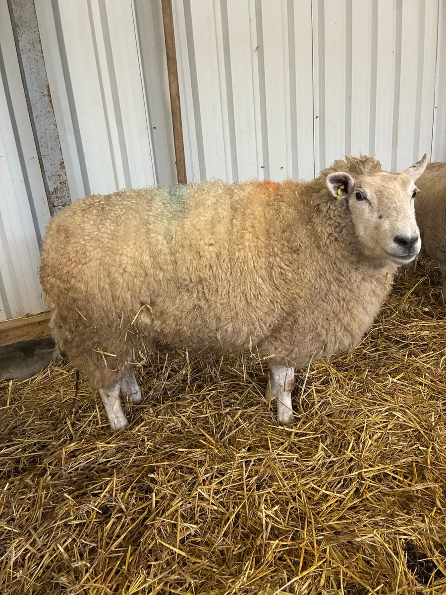Foster ewe - Image 1