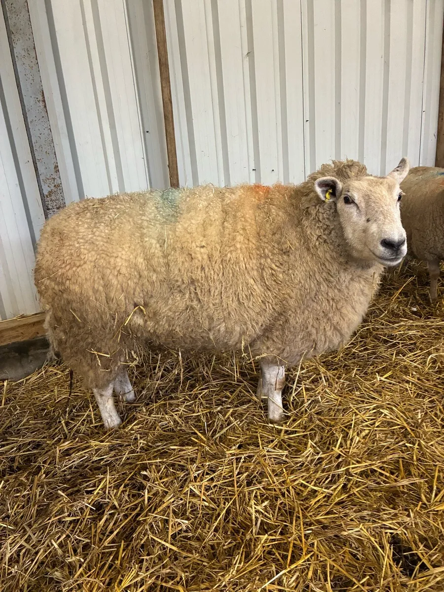 Foster ewe - Image 2