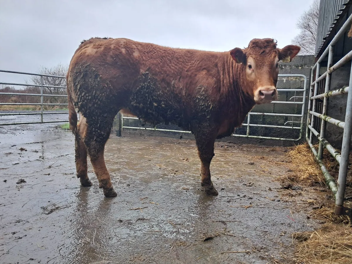 Serious U grade breeding heifers - Image 1