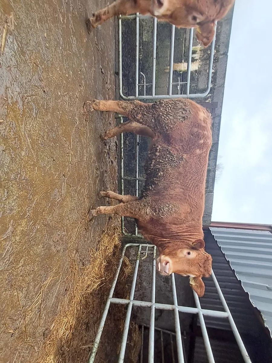 Serious U grade breeding heifers - Image 2