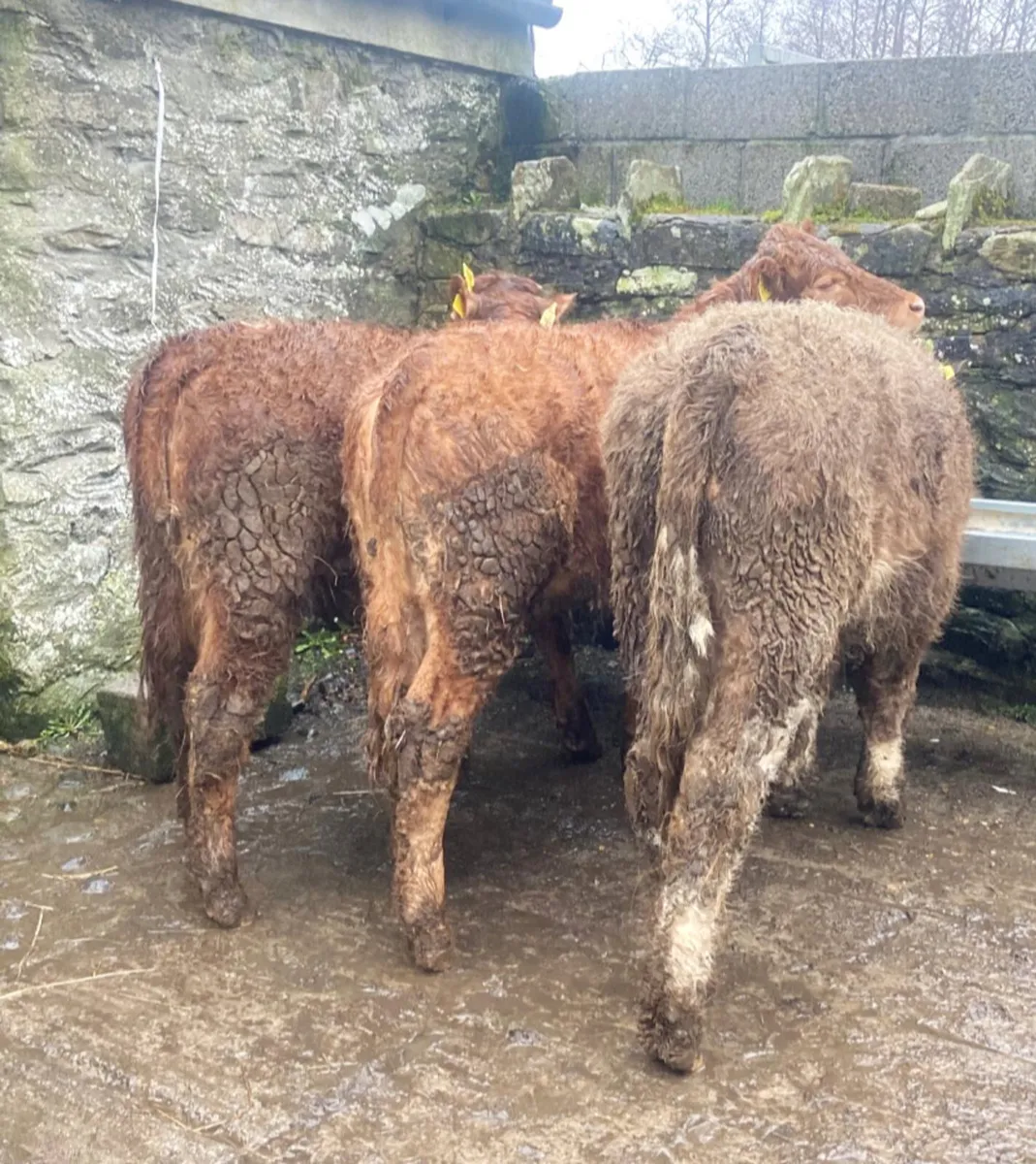 Six continental heifers 260kg - Image 4
