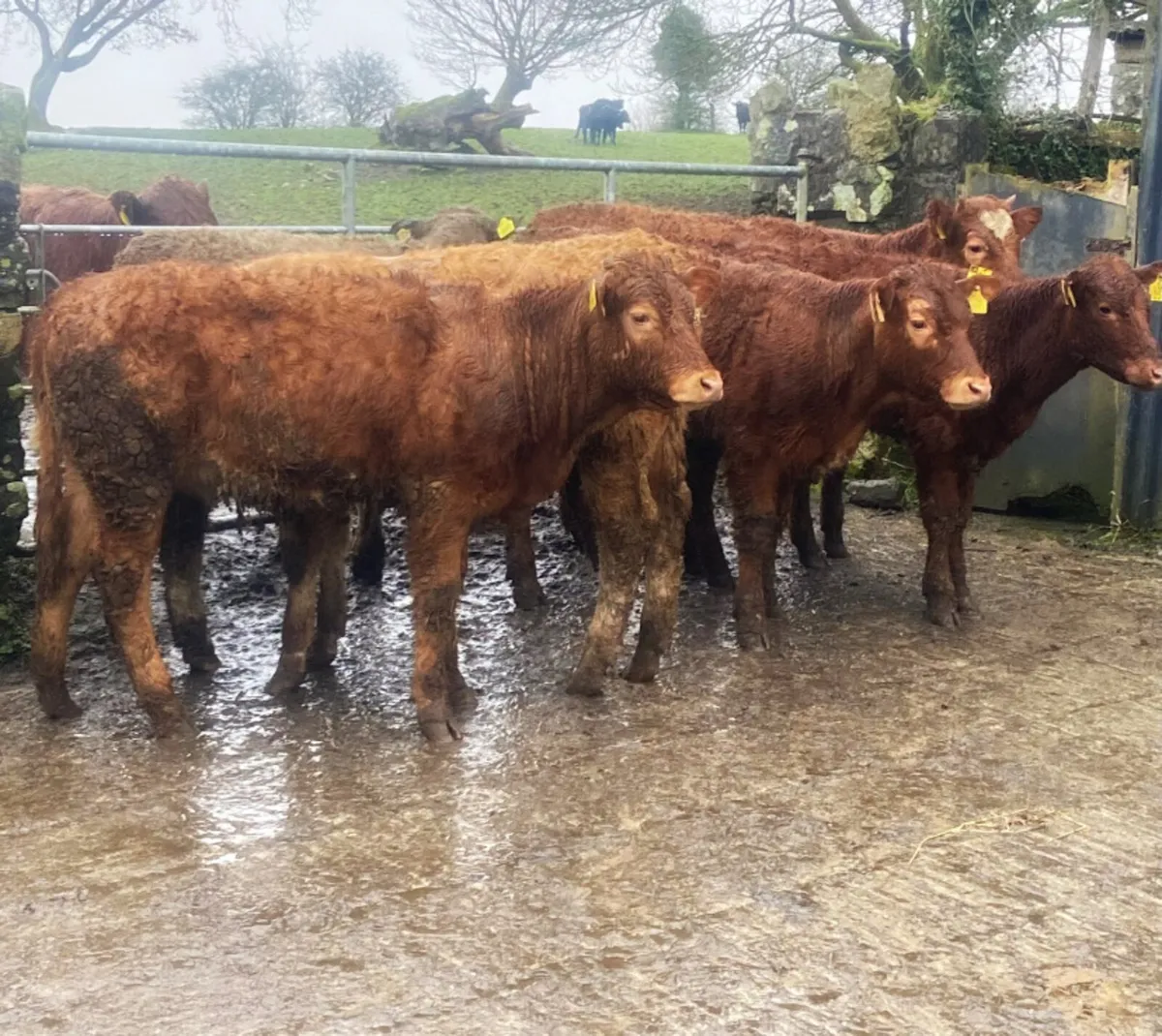 Six continental heifers 260kg - Image 3
