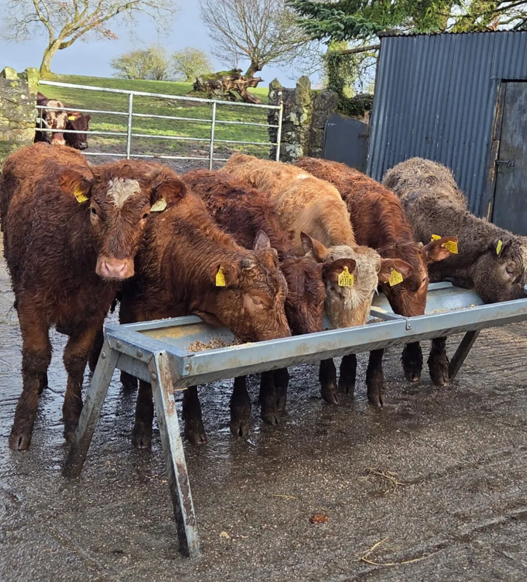 Six continental heifers 260kg - Image 2