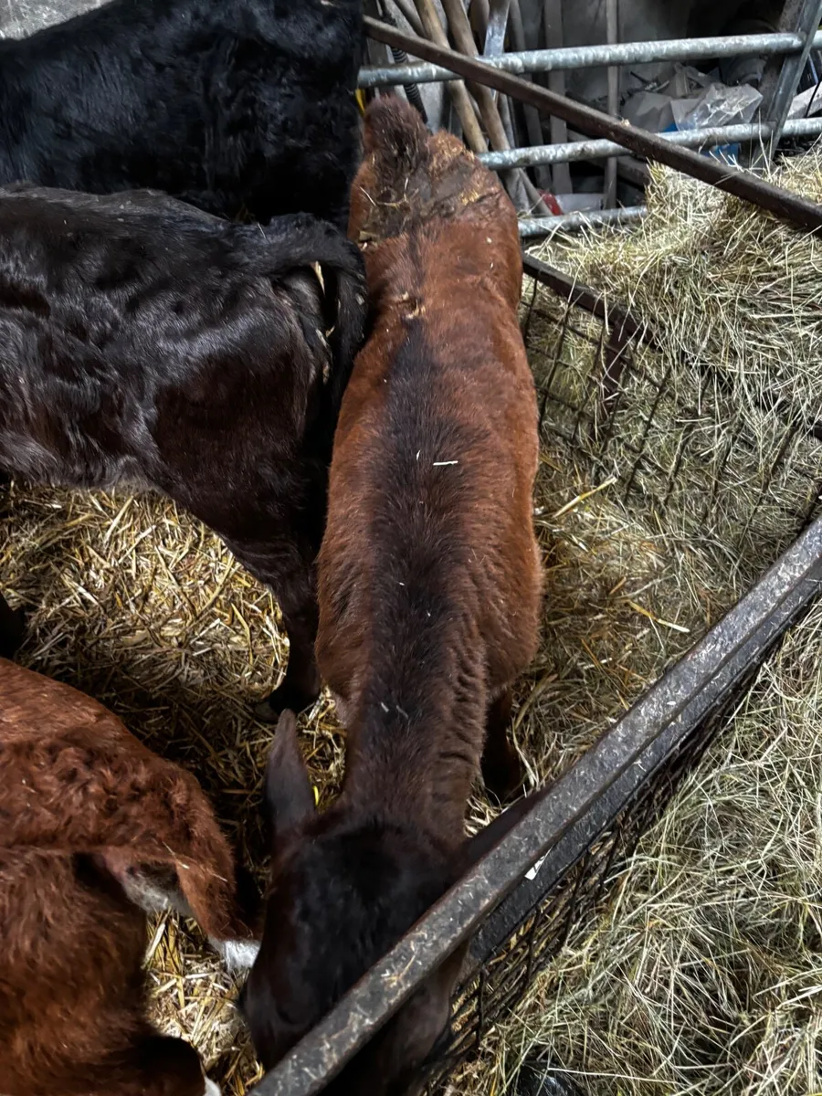 5 super Heffer calfs - Image 1