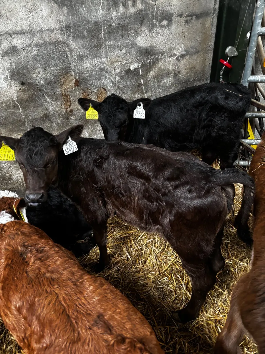 5 super Heffer calfs - Image 2