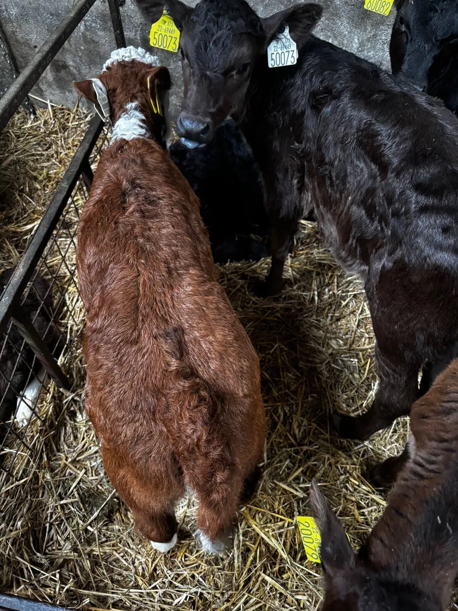 5 super Heffer calfs - Image 3