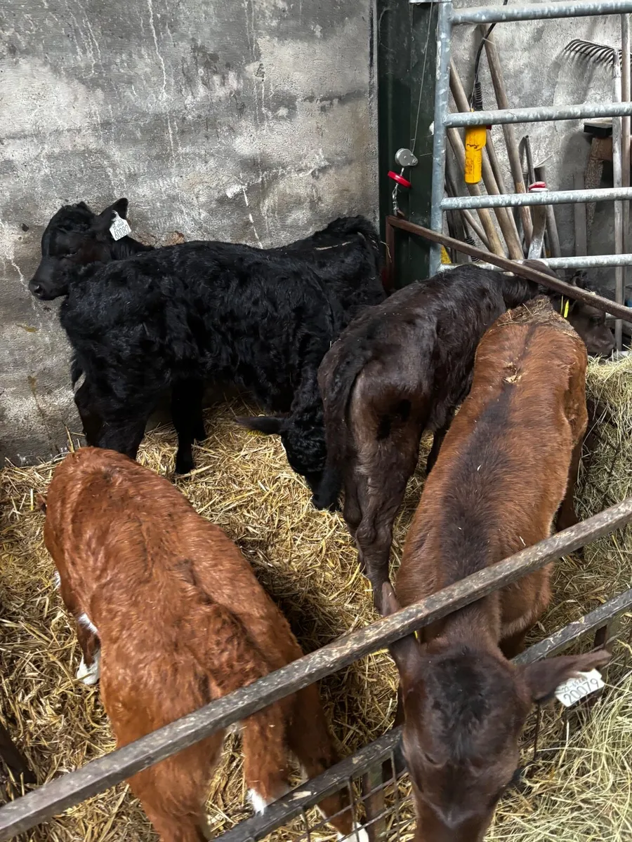 5 super Heffer calfs - Image 4