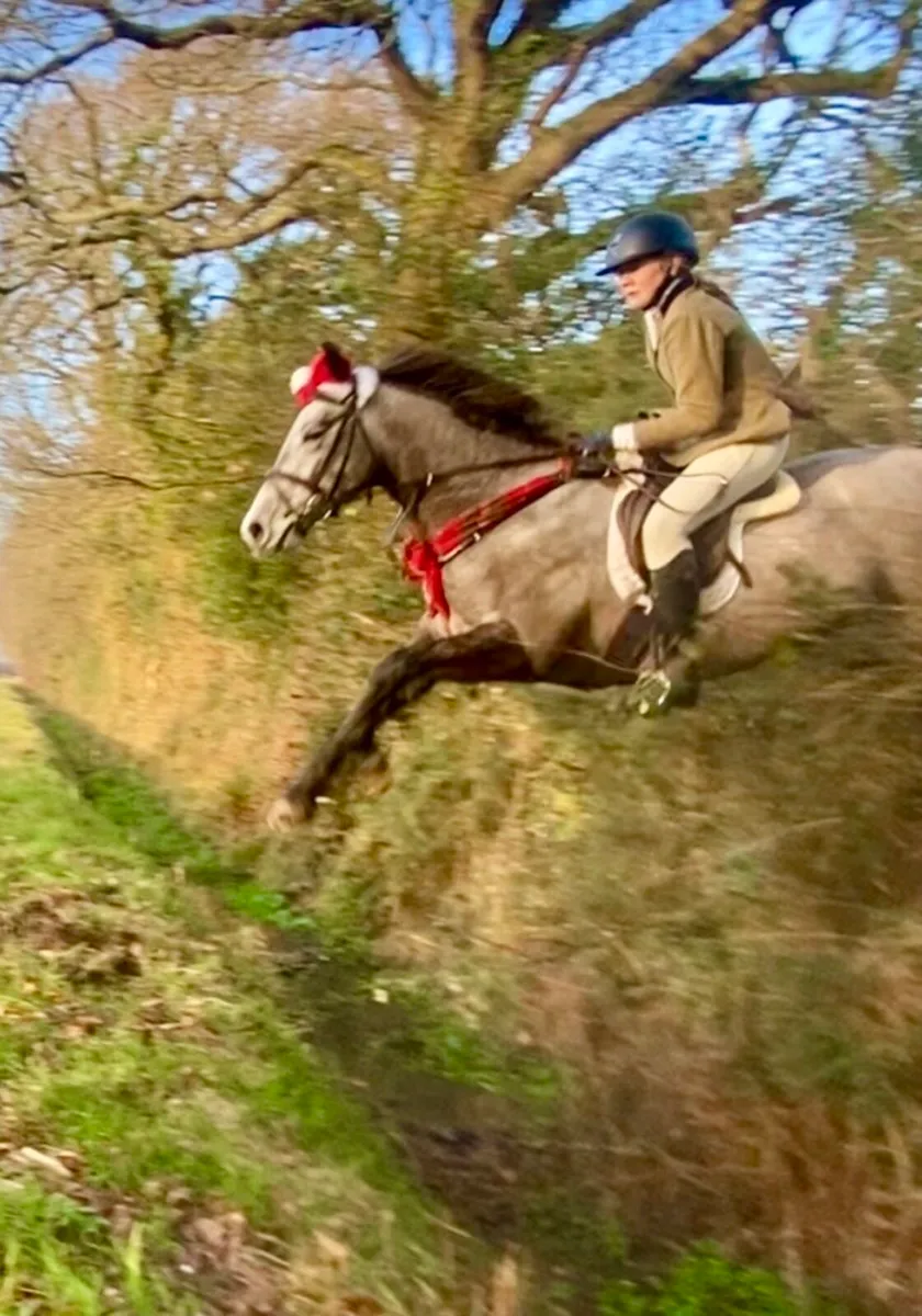 ⭐️Charlie lot 42 Goresbridge ⭐️ - Image 3