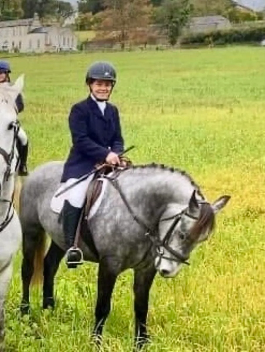 ⭐️Charlie lot 42 Goresbridge ⭐️ - Image 1