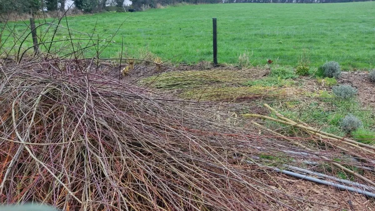 Willow to take away - Image 1