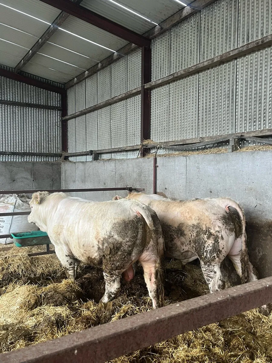 2 Pedigree Charlie bulls - Image 1