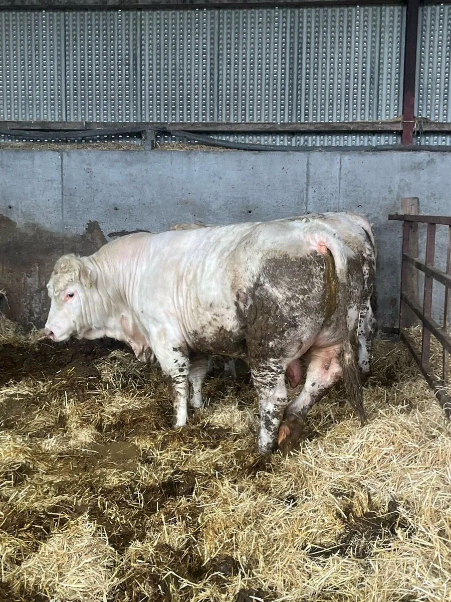 2 Pedigree Charlie bulls - Image 2