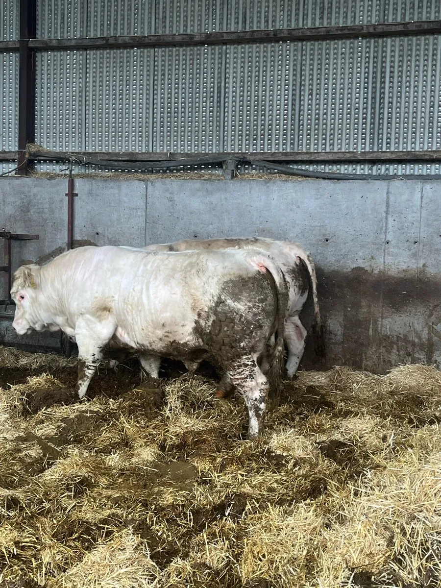 2 Pedigree Charlie bulls - Image 3