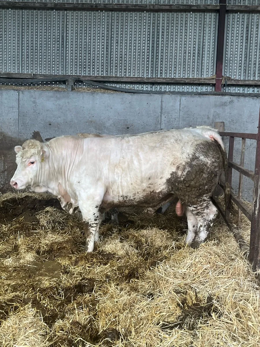 2 Pedigree Charlie bulls - Image 4